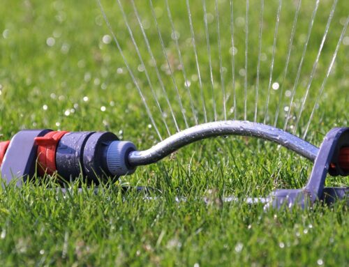 When Should You Water Your Lawn for the Best Lawncare?